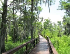 Bridge trail through marsh at Jean Lafitte Park, located right outside New Orleans, Louisiana. 